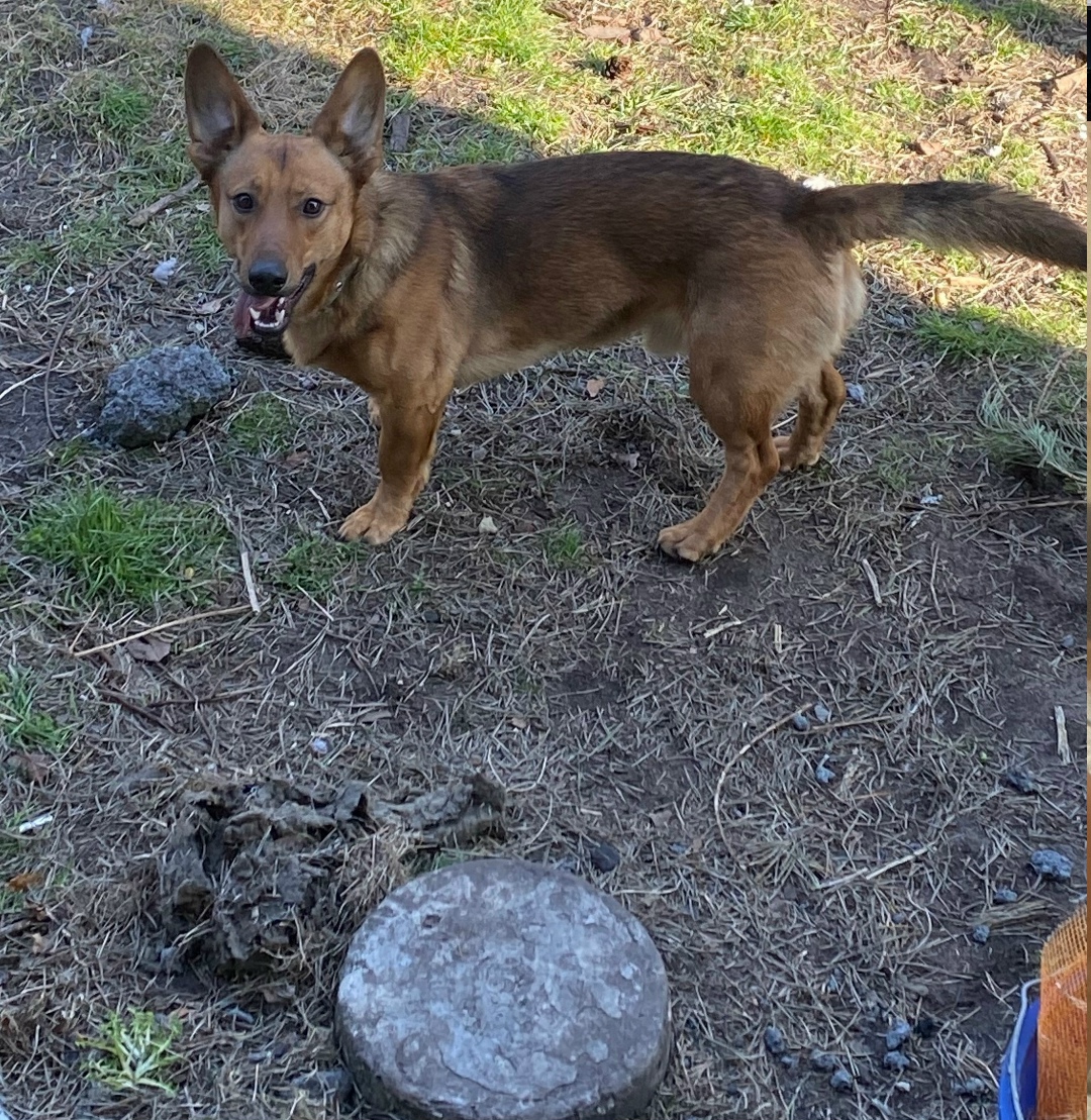 Найдена собака в Калининграде — фото объявления