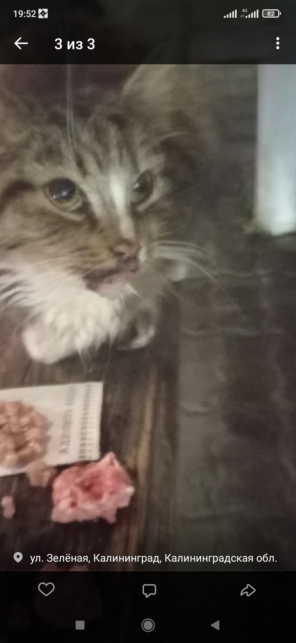 Найдена собака в Калининграде — фото объявления