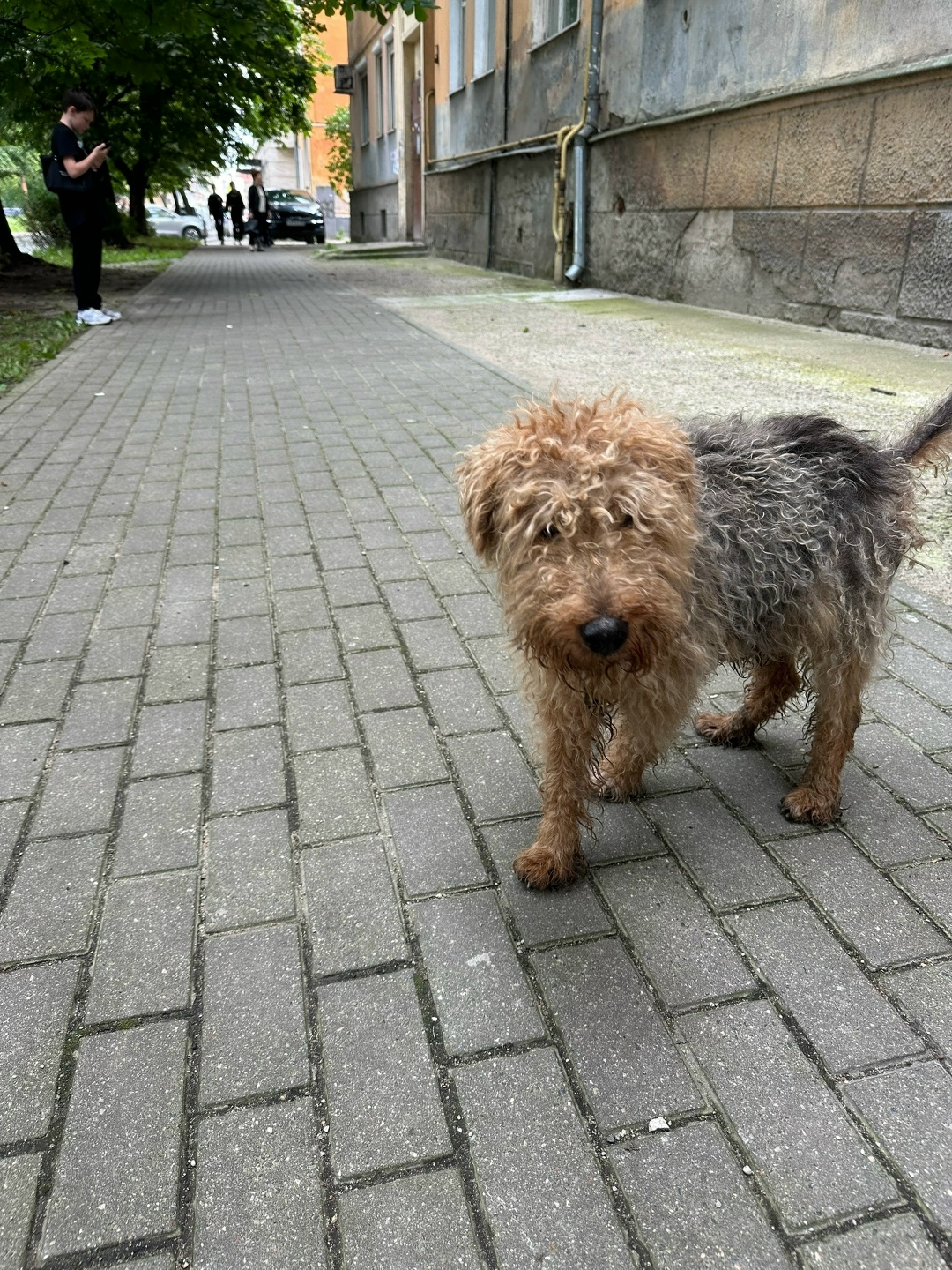 Найдена собака в Калининграде — фото объявления