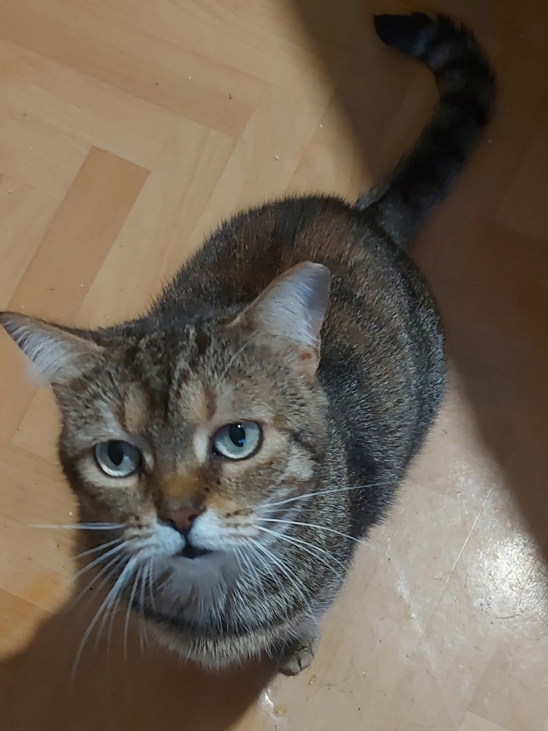 Найдена собака в Калининграде — фото объявления