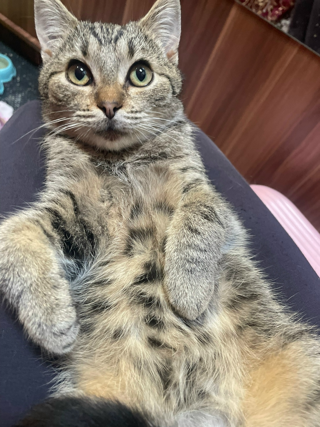 Найдена собака в Калининграде — фото объявления