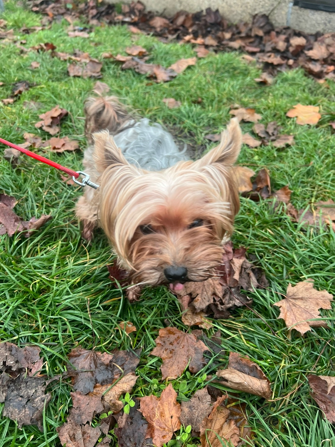 Найдена собака в Калининграде — фото объявления