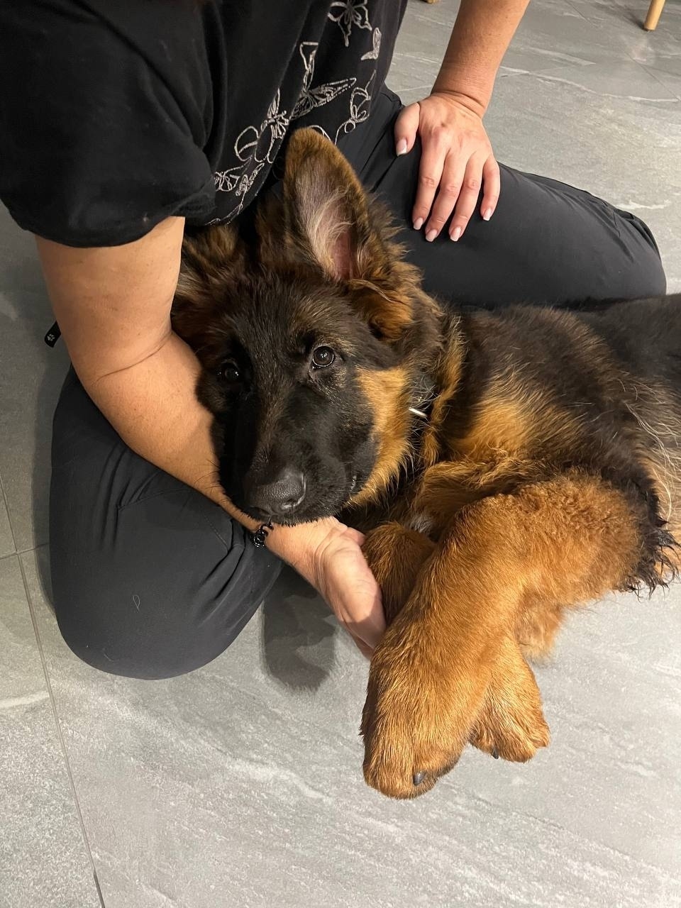 Найдена собака в Калининграде — фото объявления