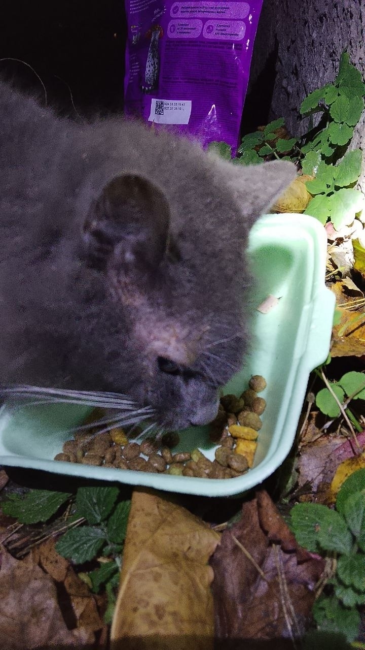 Найдена собака в Калининграде — фото объявления