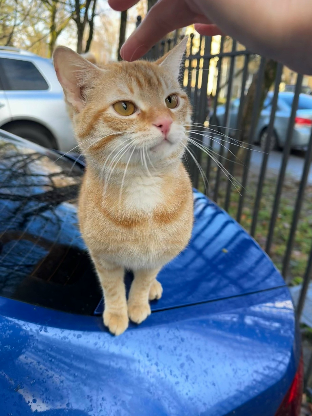 Найдена собака в Калининграде — фото объявления