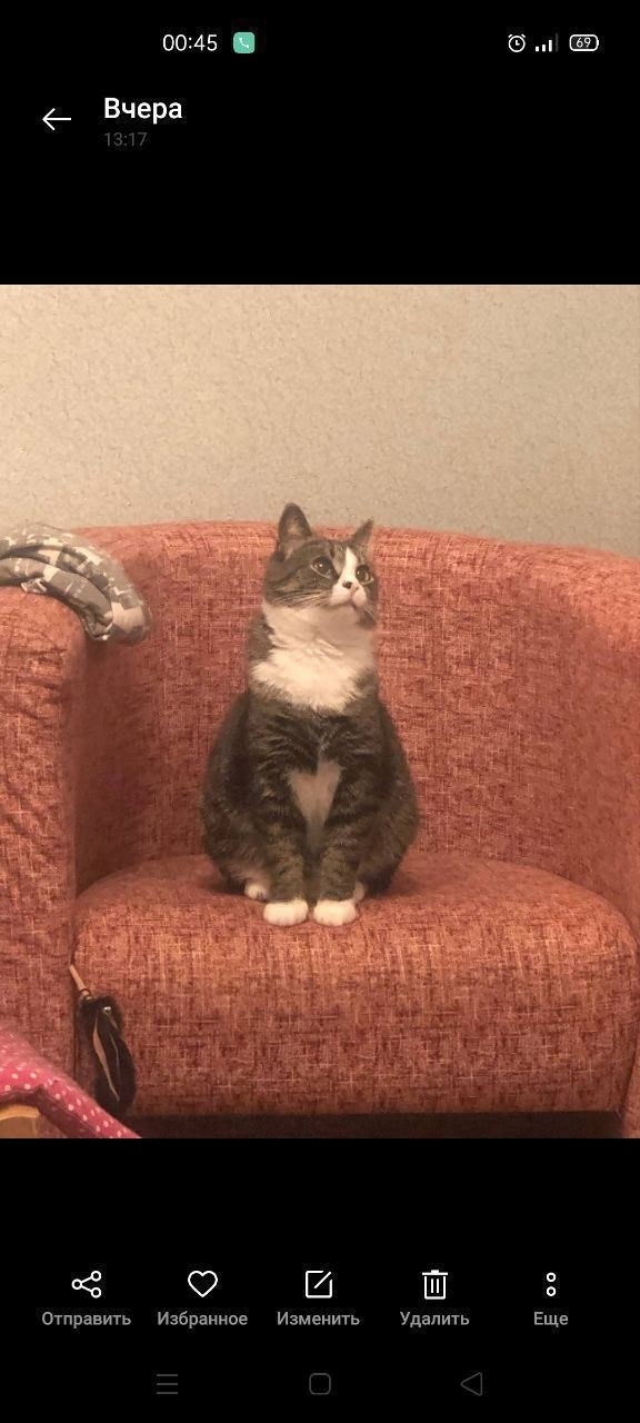 Найдена собака в Калининграде — фото объявления