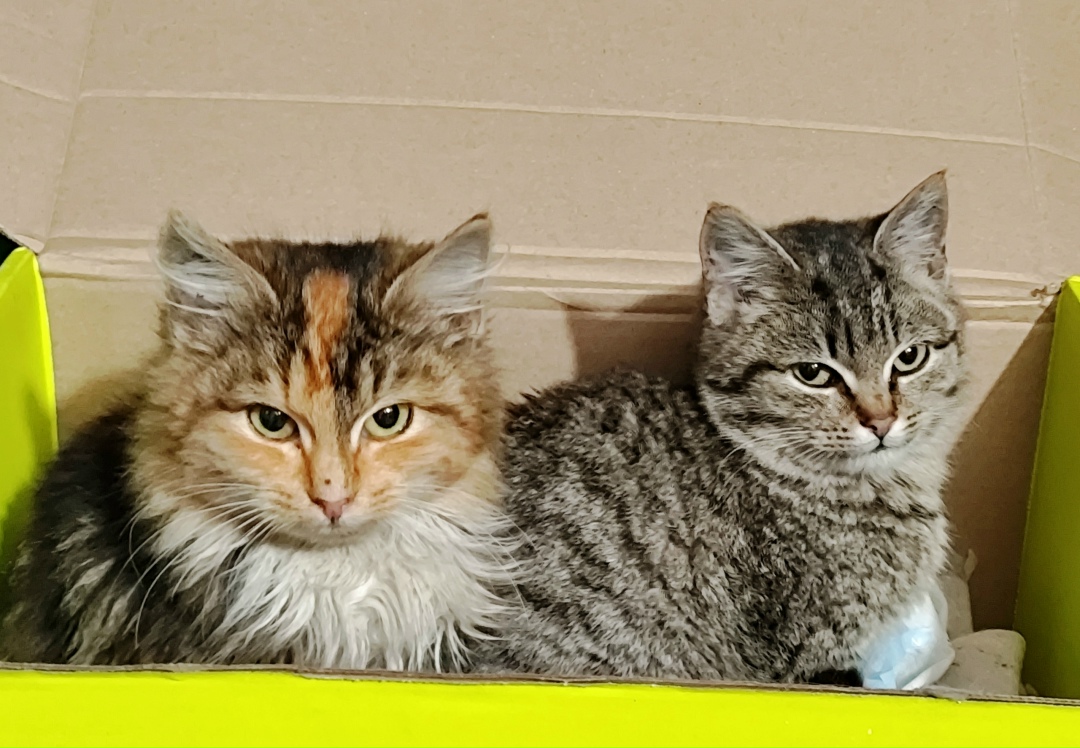 Найдена собака в Калининграде — фото объявления