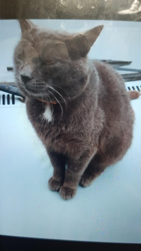 Пропала кошка в Калининграде — фото объявления