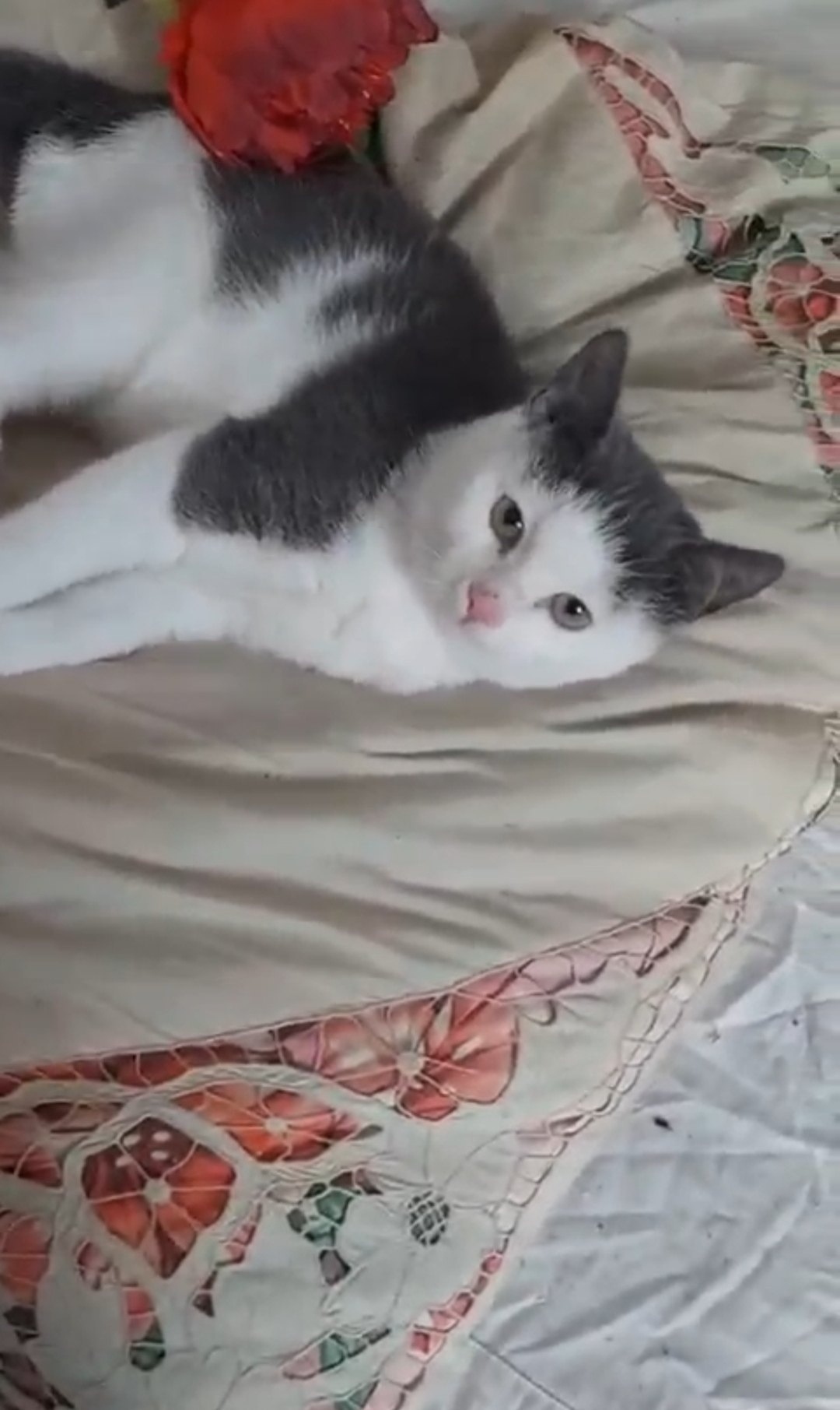 Найдена собака в Калининграде — фото объявления