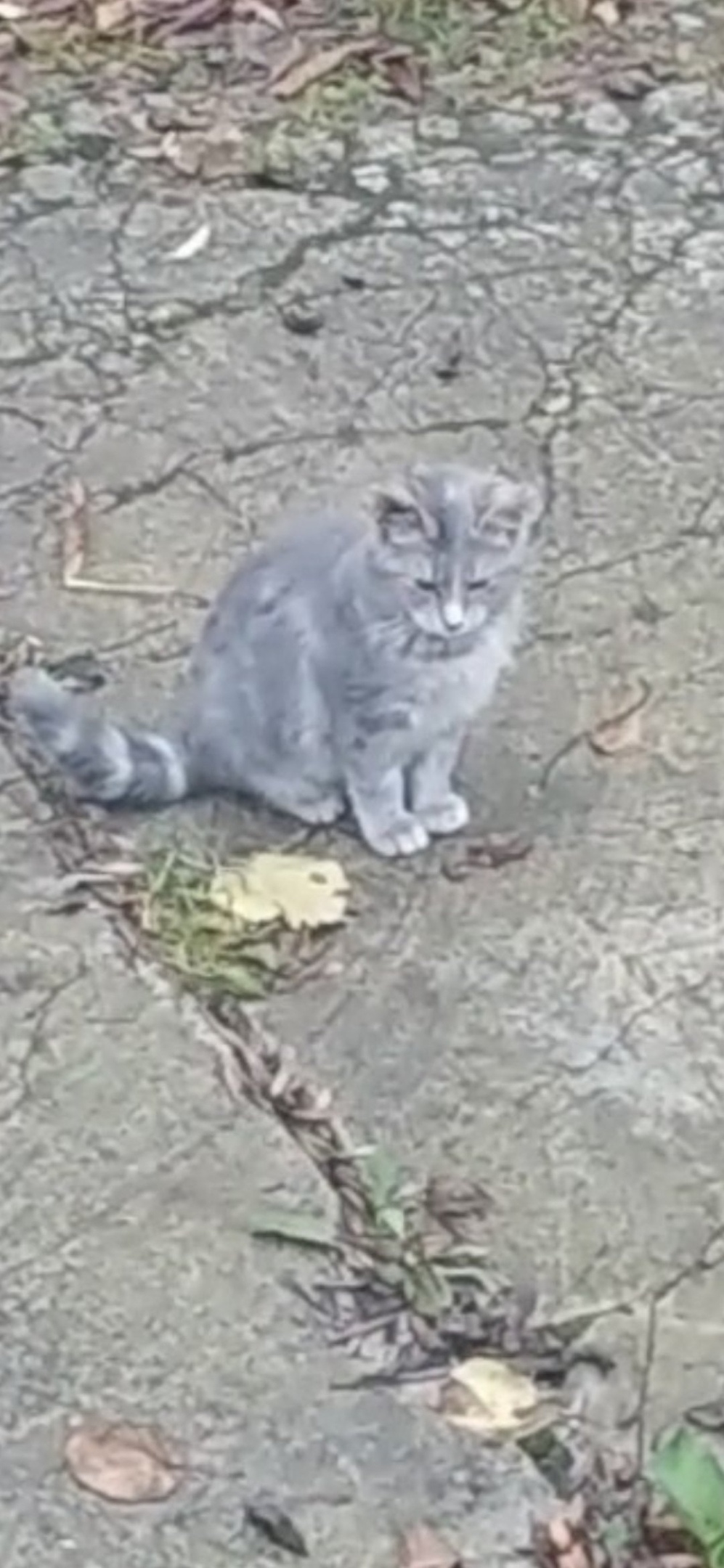 Найдена собака в Калининграде — фото объявления