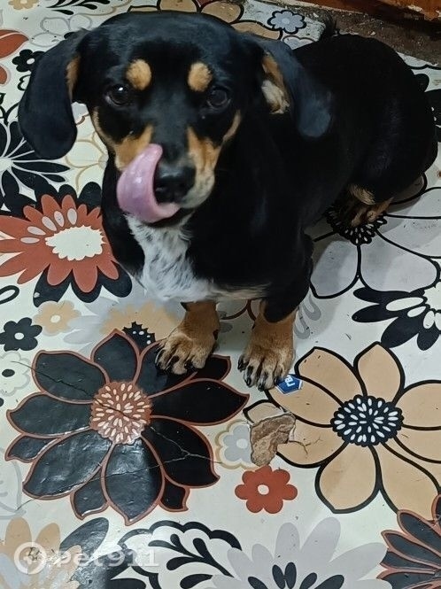 Найдена собака в Калининграде — фото объявления