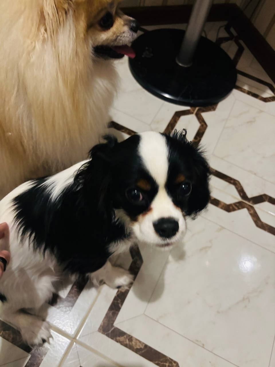 Найдена собака в Калининграде — фото объявления