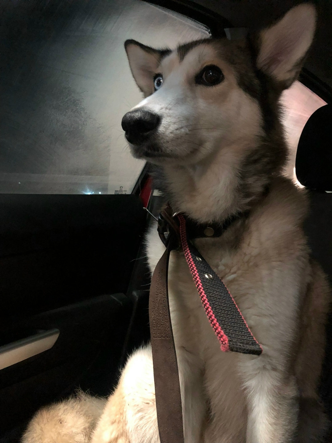 Найдена собака в Калининграде — фото объявления