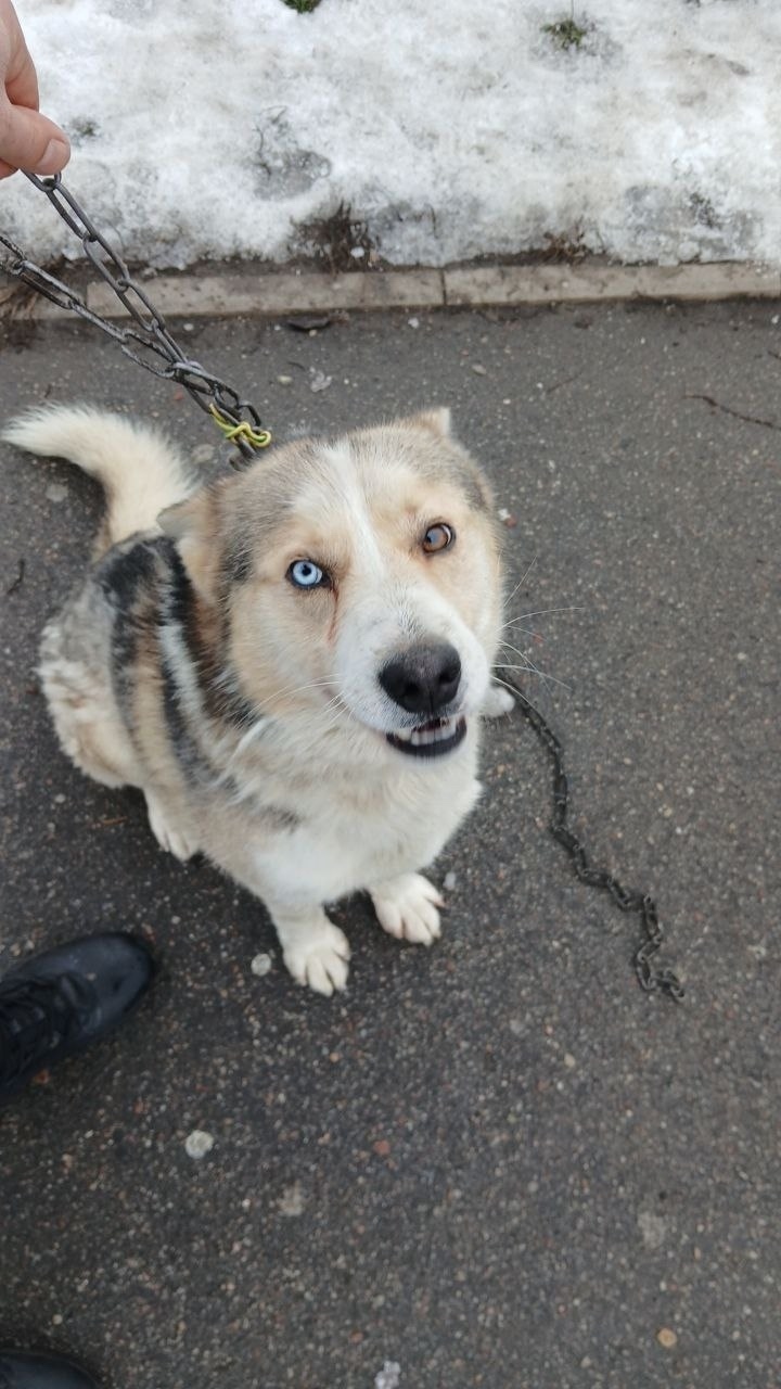 Найдена собака в Калининграде — фото объявления