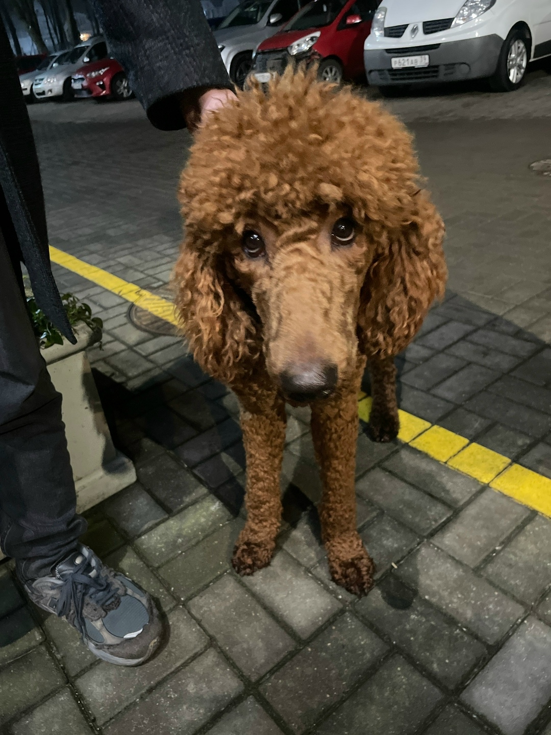 Найдена собака в Калининграде — фото объявления