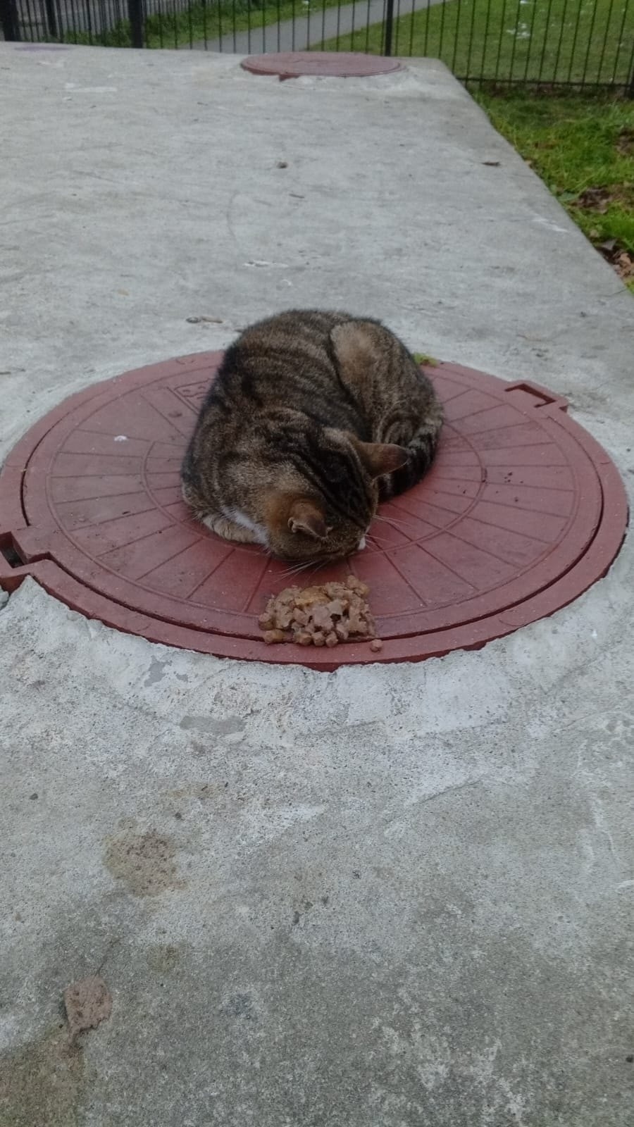 Найдена собака в Калининграде — фото объявления