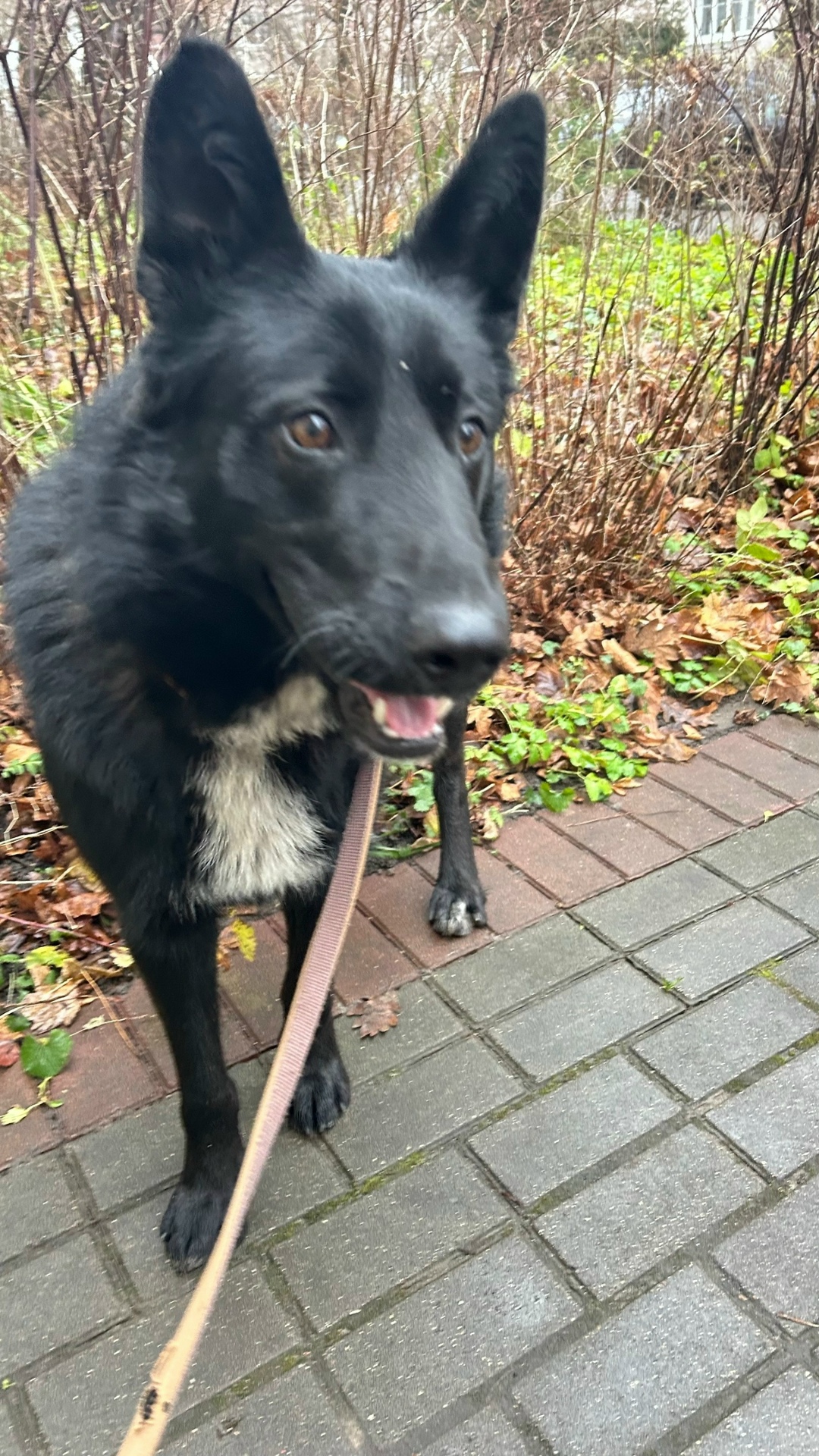 Найдена собака в Калининграде — фото объявления