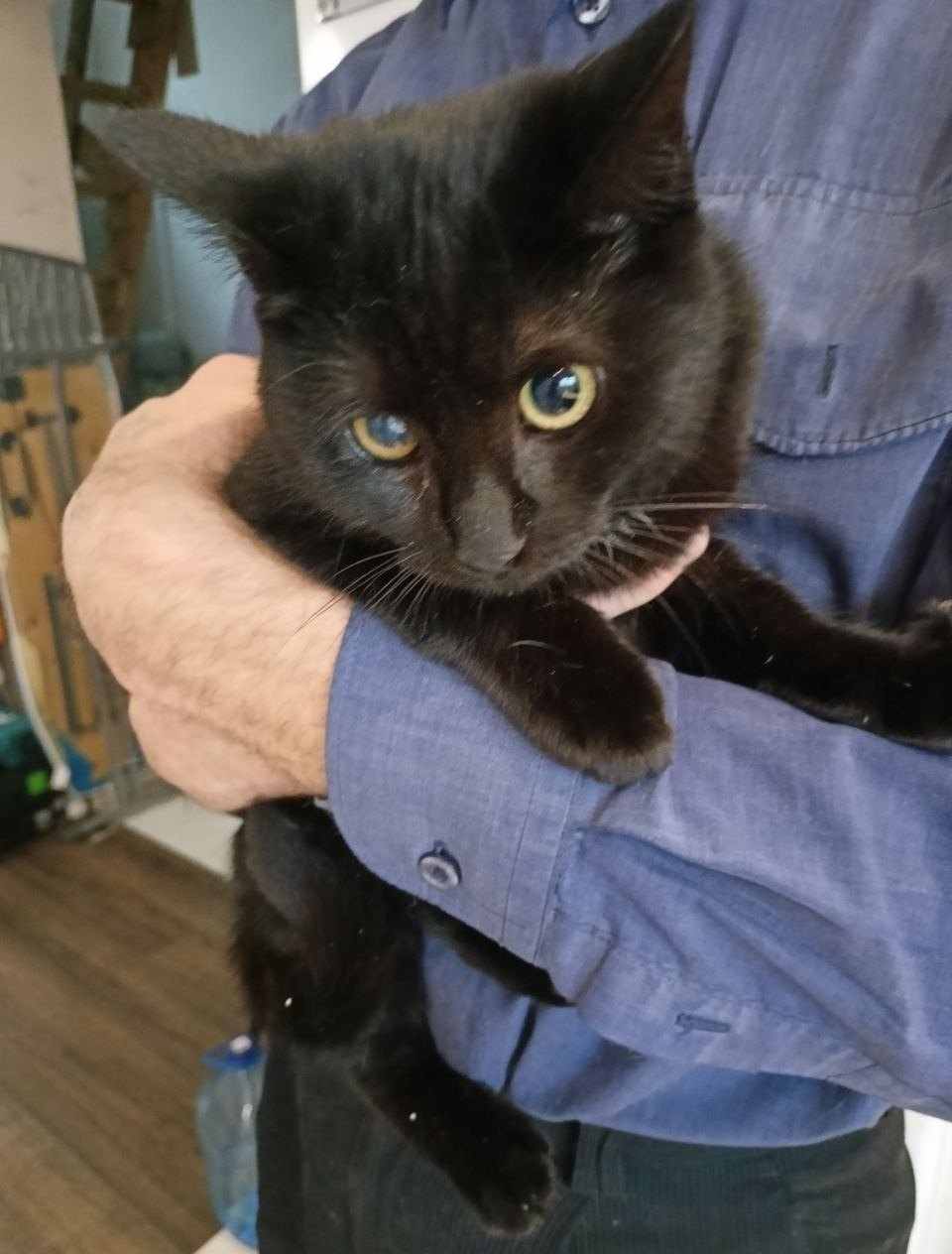 Найдена собака в Калининграде — фото объявления