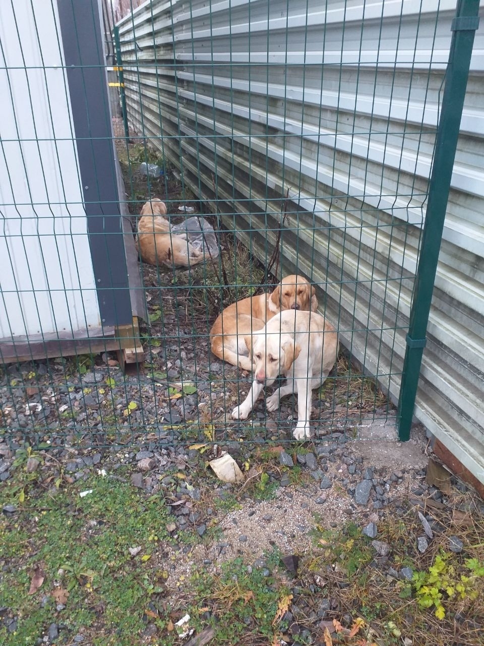 Найдена собака в Калининграде — фото объявления