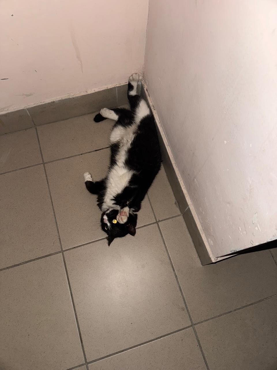 Найдена собака в Калининграде — фото объявления