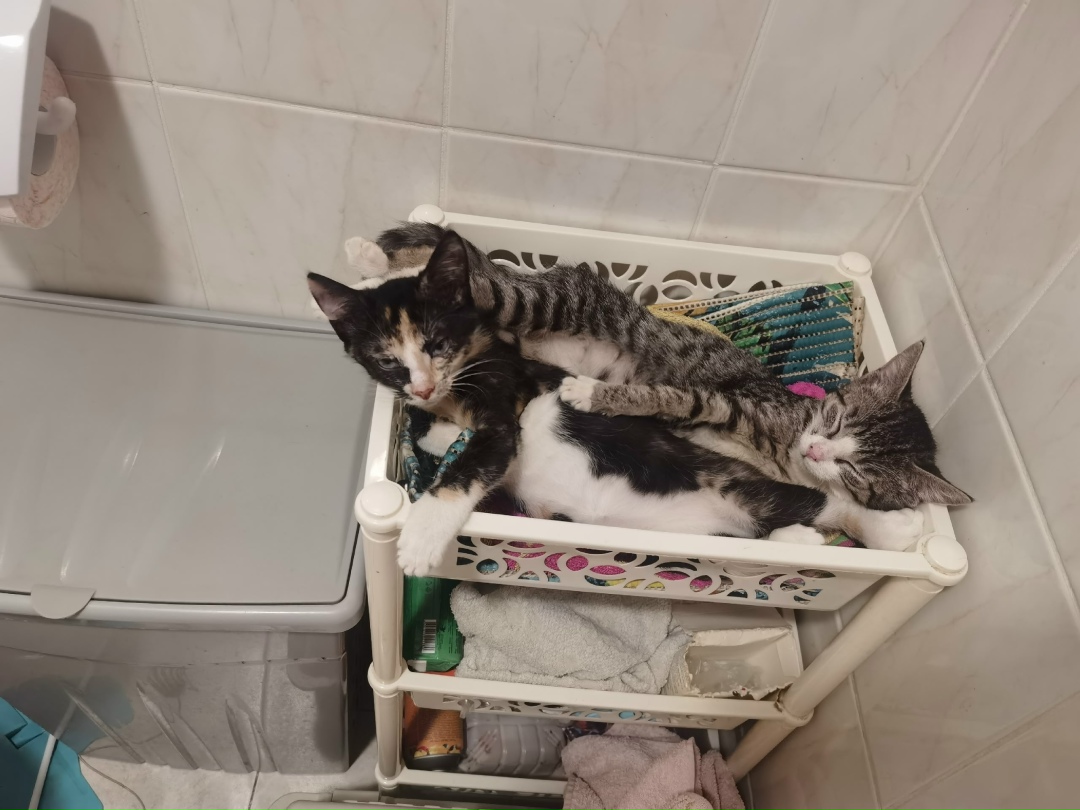 Найдена собака в Калининграде — фото объявления