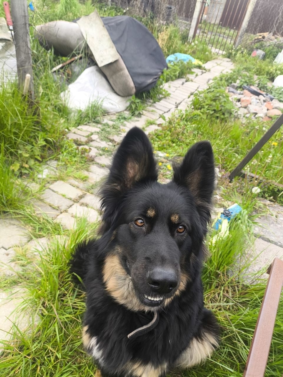 Найдена собака в Калининграде — фото объявления