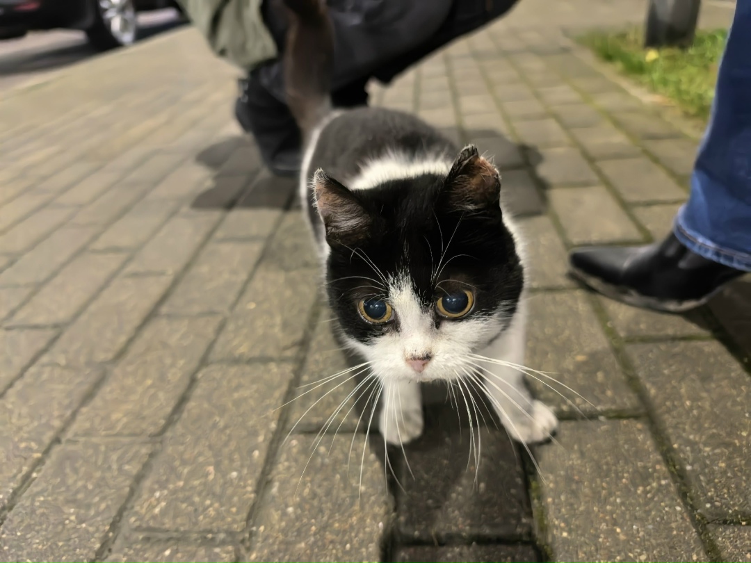Найдена собака в Калининграде — фото объявления