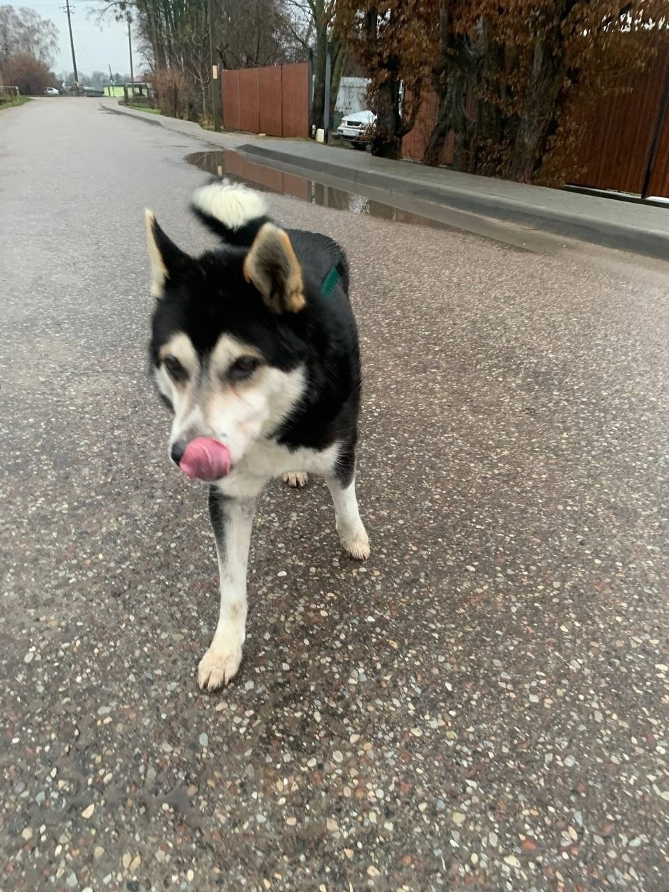 Найдена собака в Калининграде — фото объявления