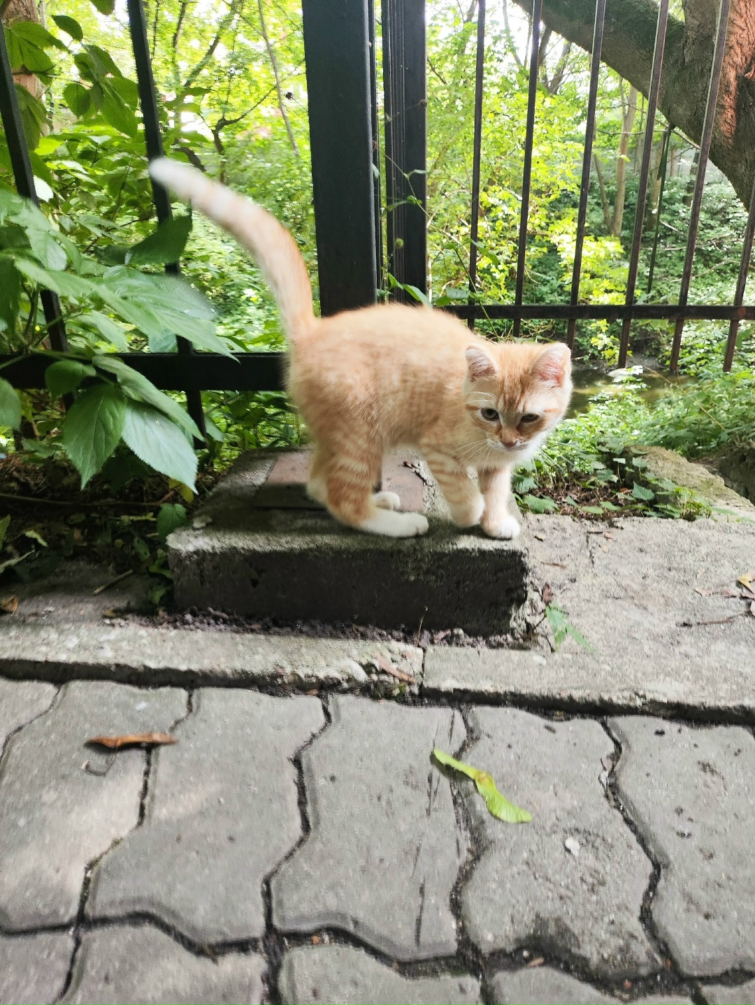 Найдена собака в Калининграде — фото объявления