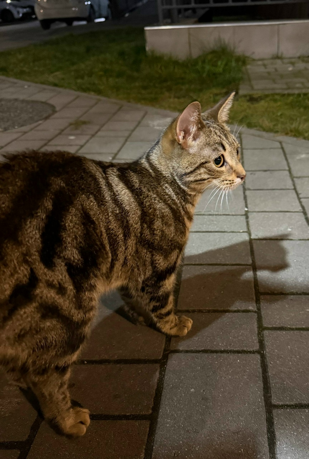 Найдена собака в Калининграде — фото объявления