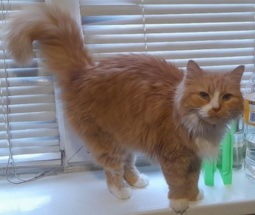 Пропала кошка в Калининграде — фото объявления