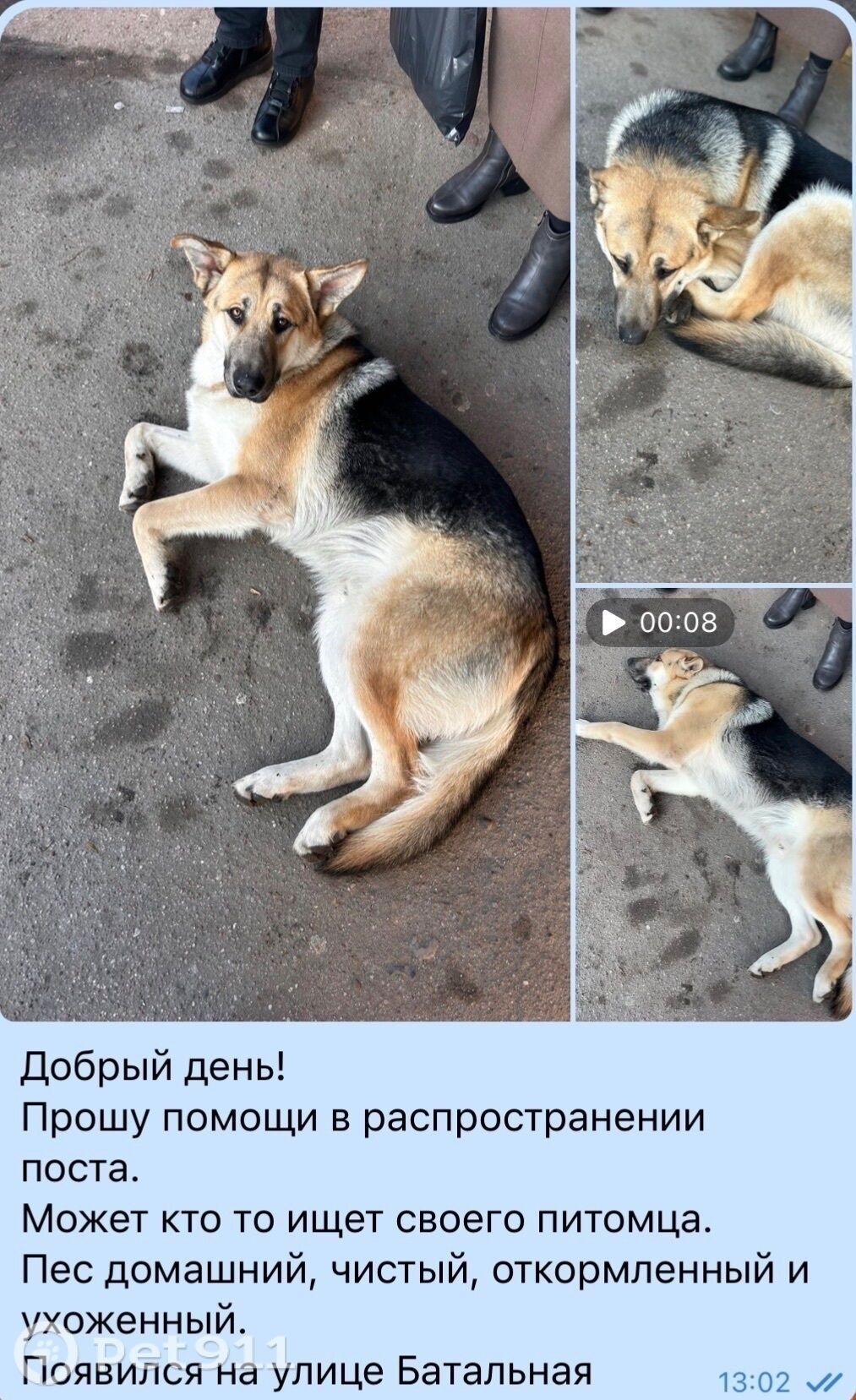 Найдена собака в Калининграде — фото объявления