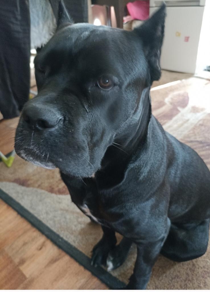 Пропала собака в Калининграде — фото объявления