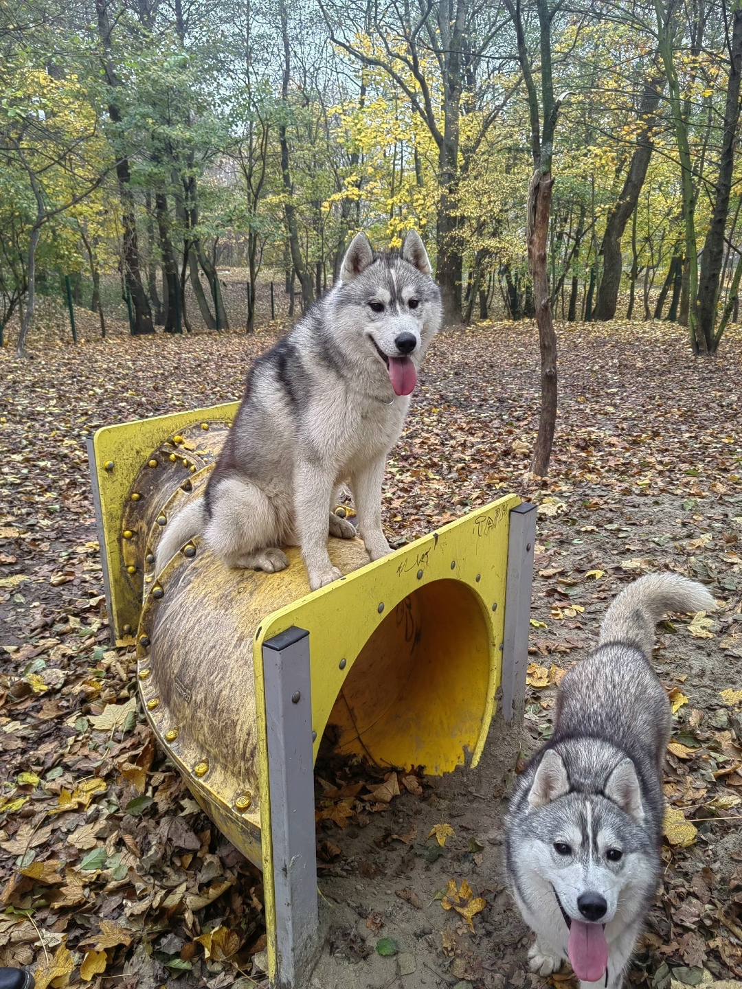 Пропала собака в Калининграде — фото объявления