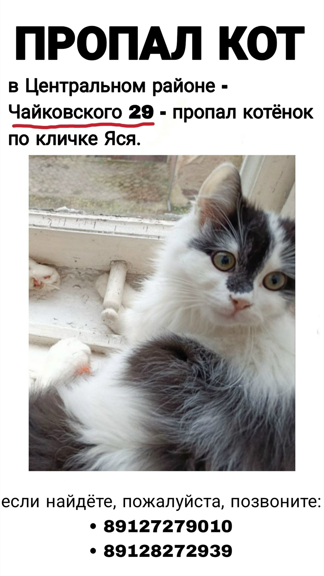 Пропала кошка в Калининграде — фото объявления