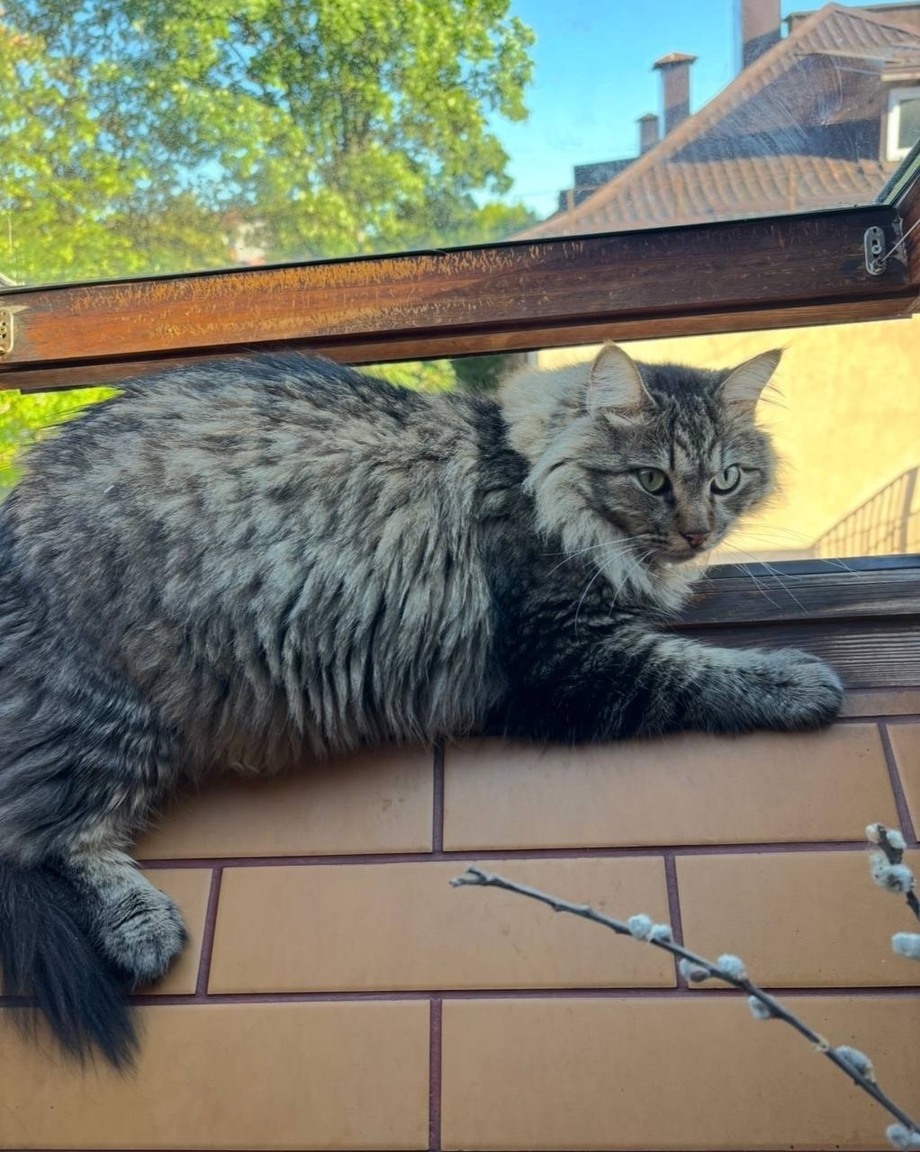 Найдена собака в Калининграде — фото объявления