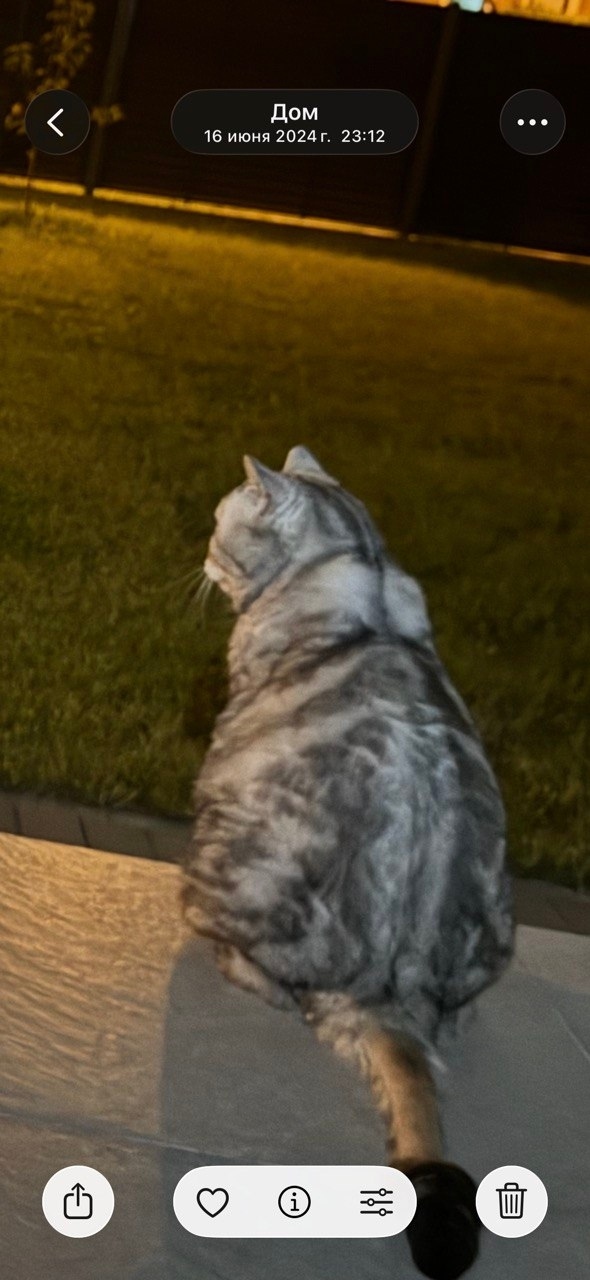 Пропала кошка в Калининграде — фото объявления