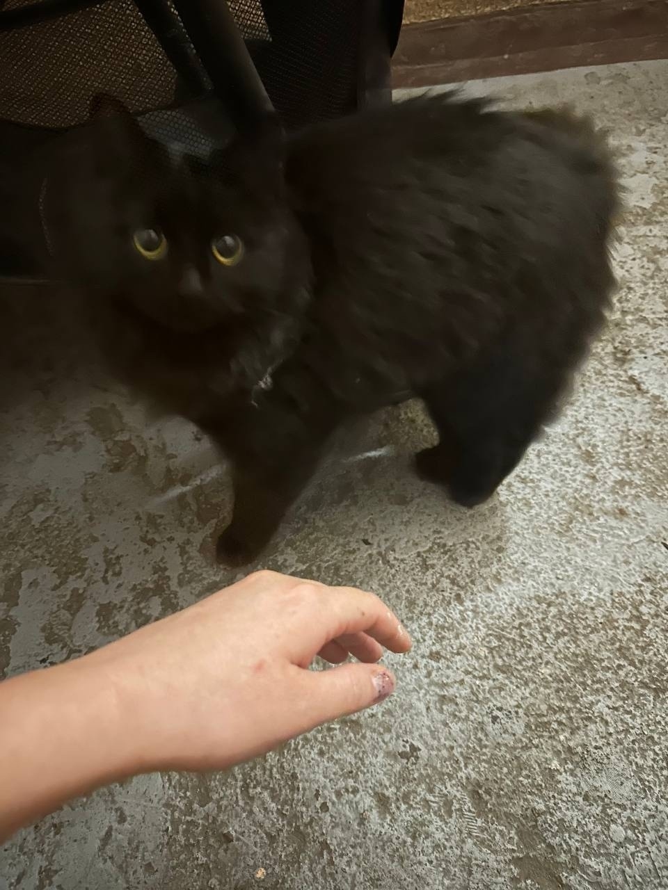 Найдена кошка в Калининграде — фото объявления