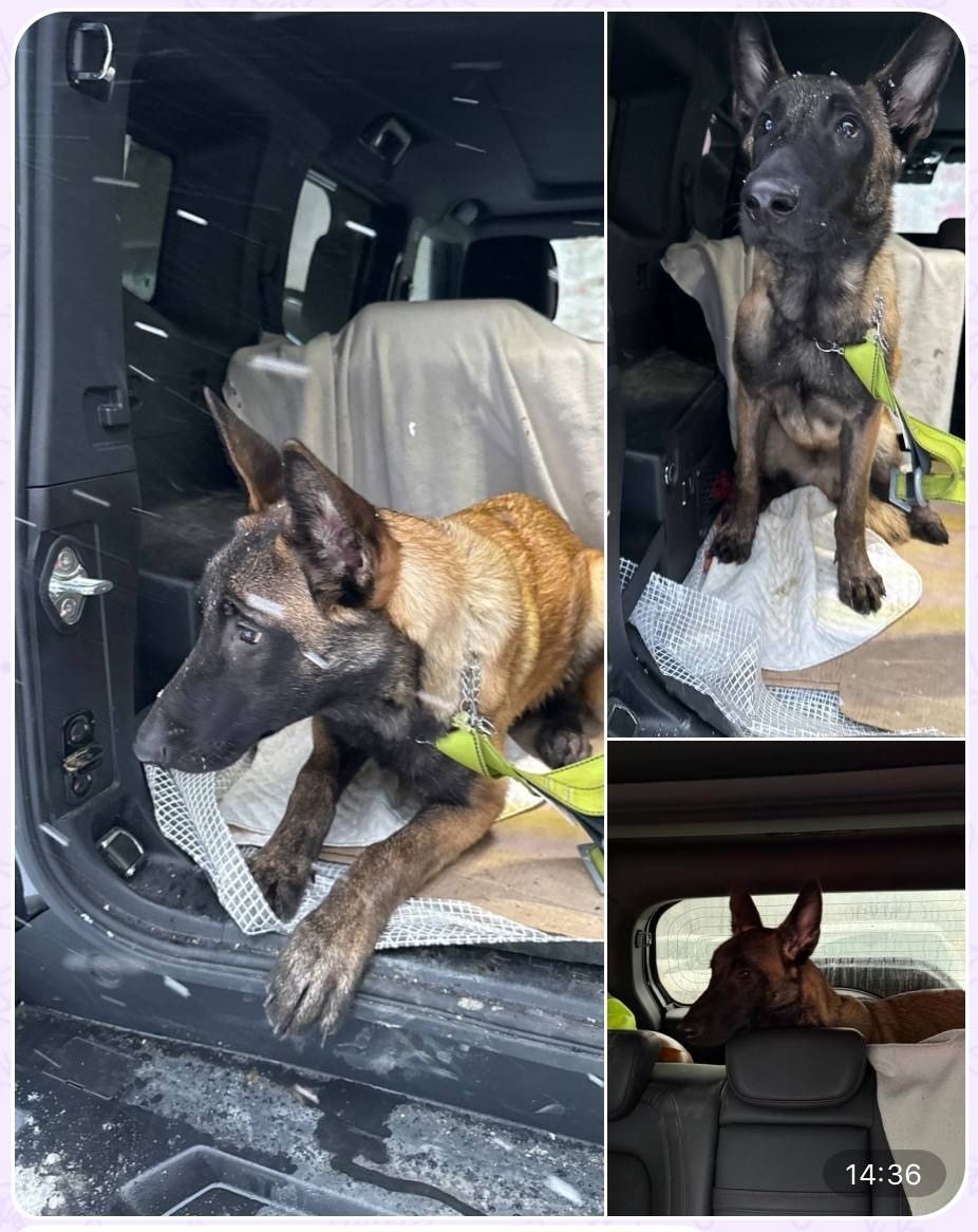 Найдена собака в Калининграде — фото объявления