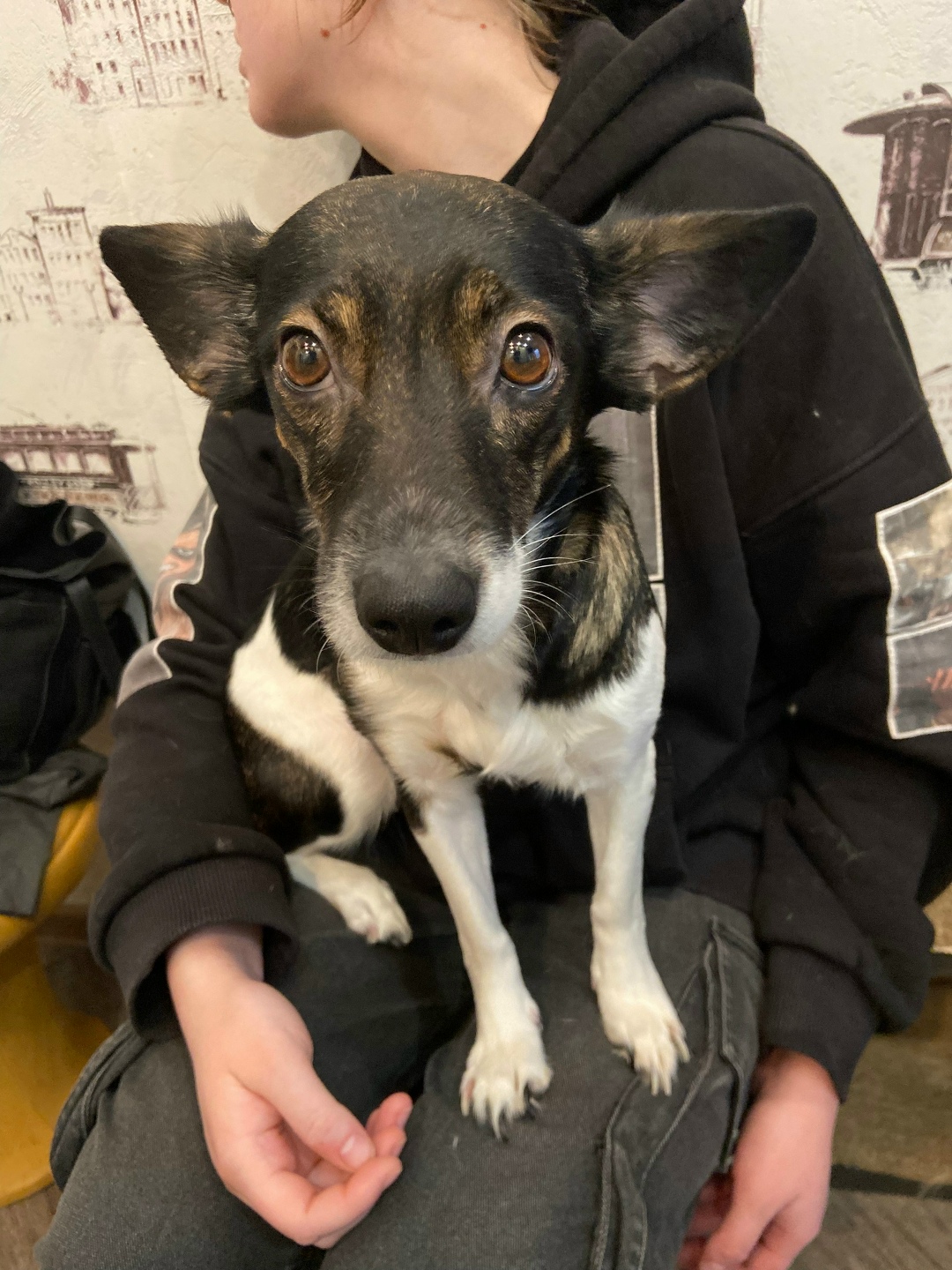 Найдена собака в Калининграде — фото объявления