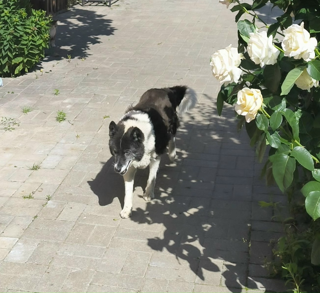 Найдена собака в Калининграде — фото объявления