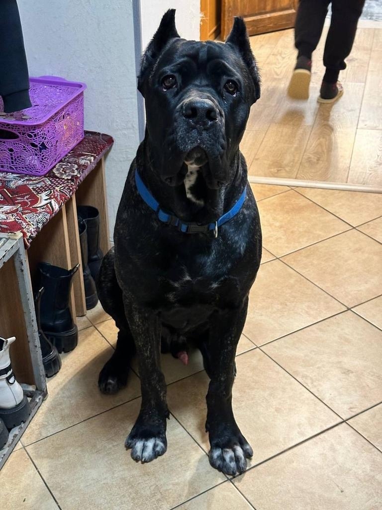 Пропала собака в Калининграде — фото объявления