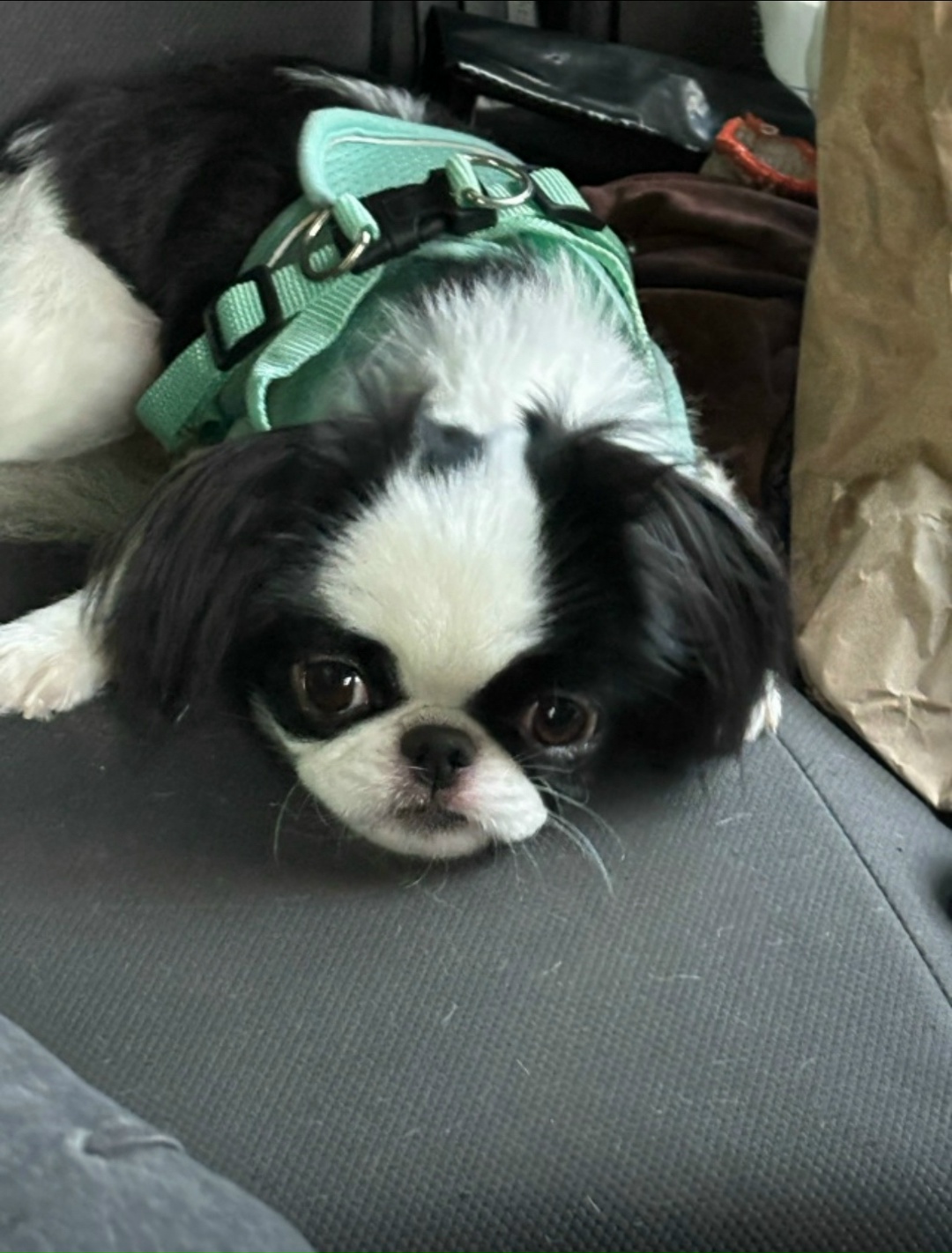 Пропала собака в Калининграде — фото объявления