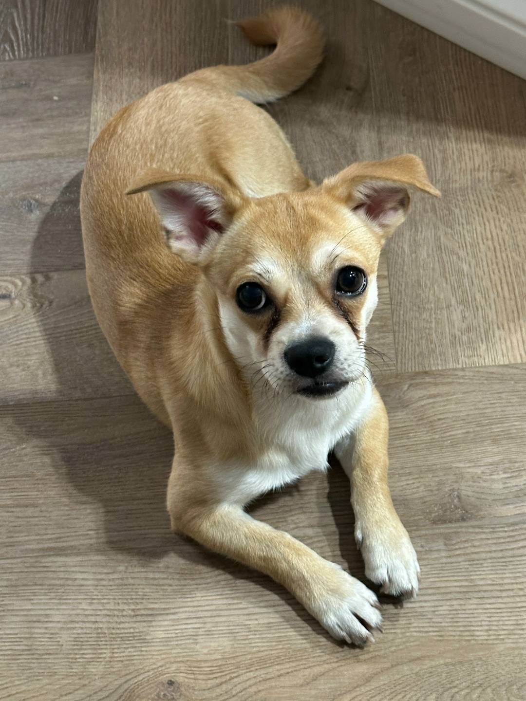 Найдена собака в Калининграде — фото объявления