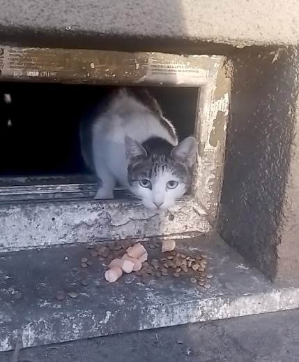 Найдена кошка в Калининграде — фото объявления