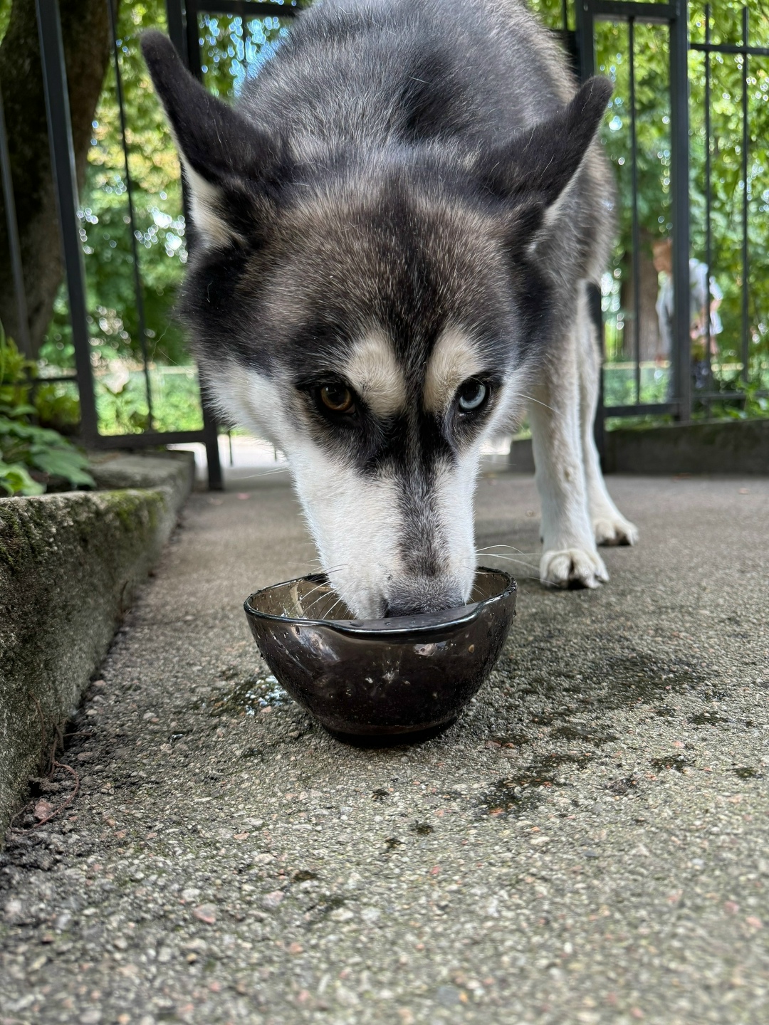 Найдена собака в Калининграде — фото объявления