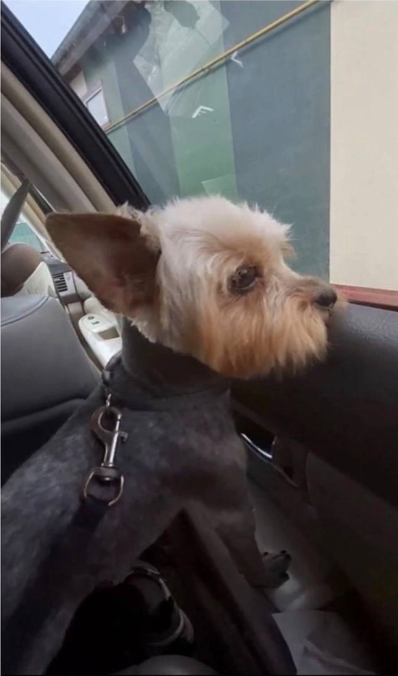 Пропала собака в Калининграде — фото объявления