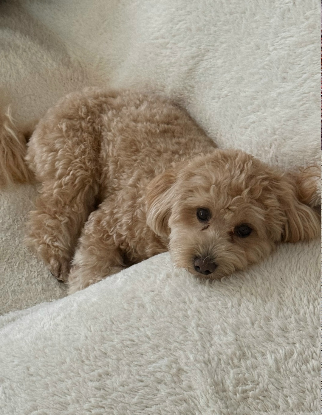 Найдена собака в Калининграде — фото объявления