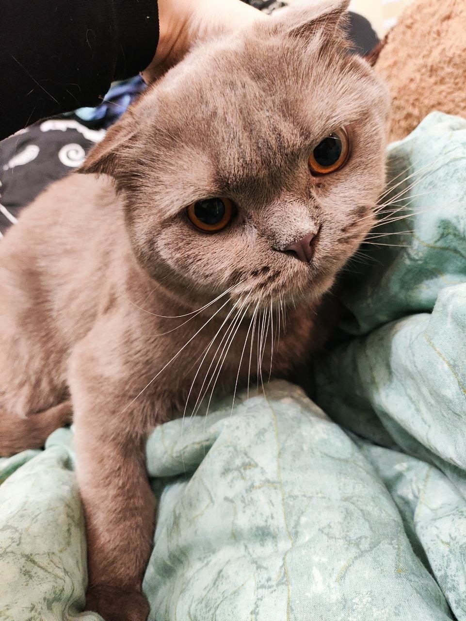 Найдена кошка в Калининграде — фото объявления