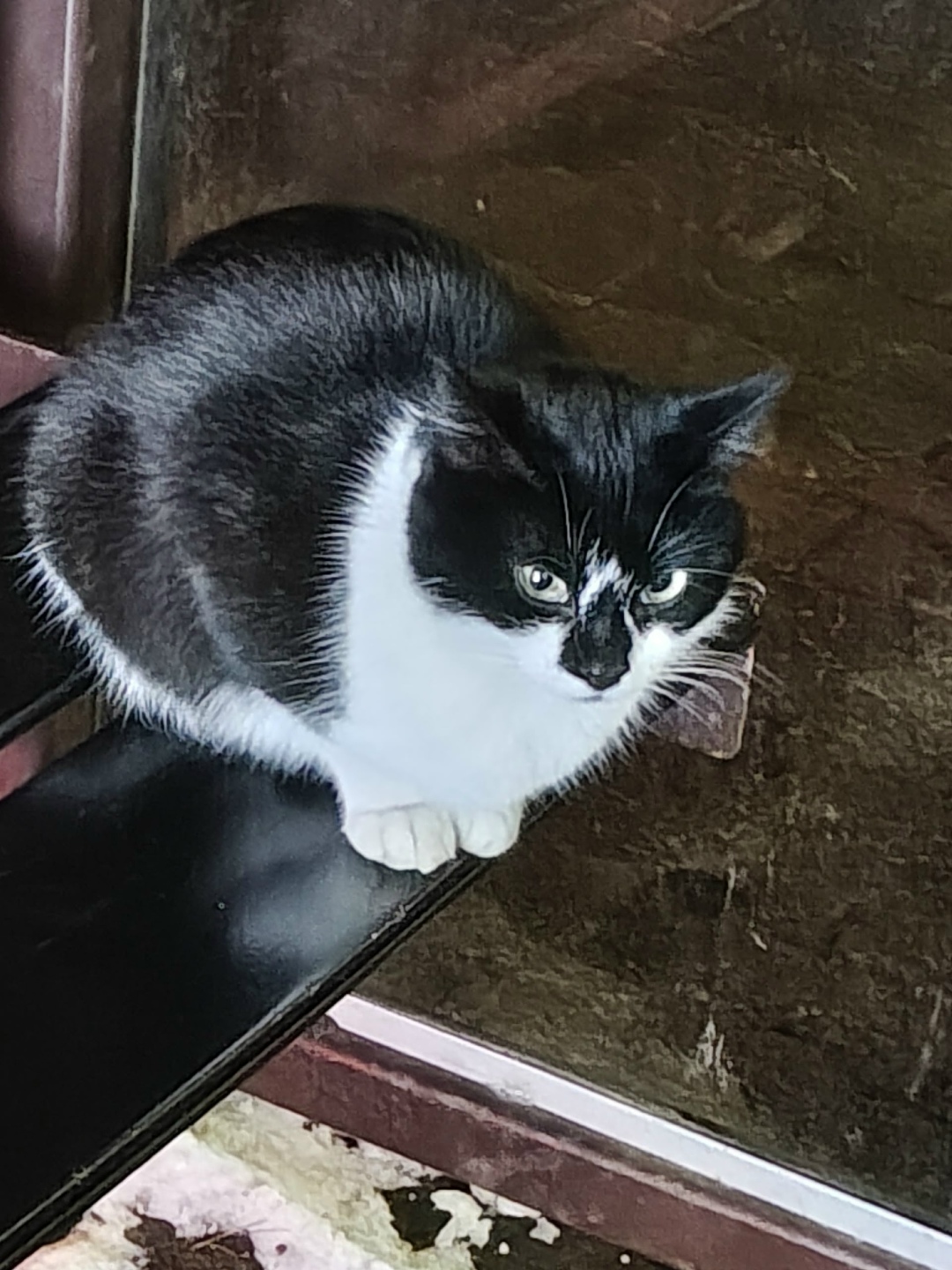 Пропала кошка в Калининграде — фото объявления